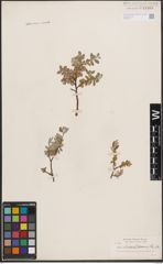 Foto von Salix desertorum Richardson
